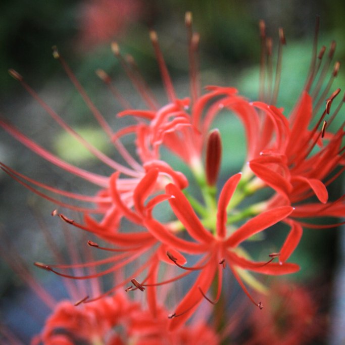 Manjushage, Red Spider Lily