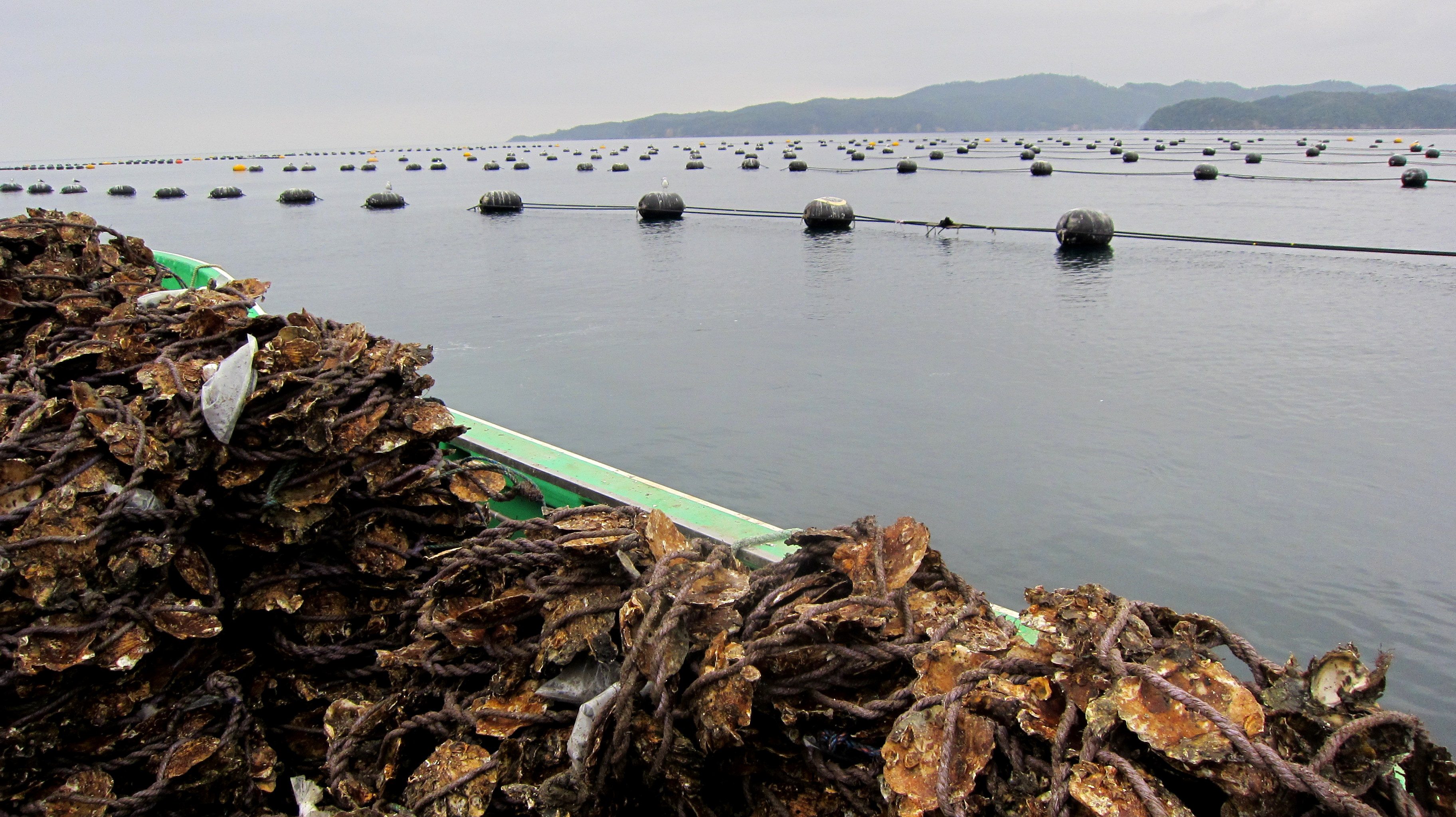 Japan, Ishinomaki, fishing, 3.11, 2011, March 11, tsunami, earthquake, recovery, efforts, oysters