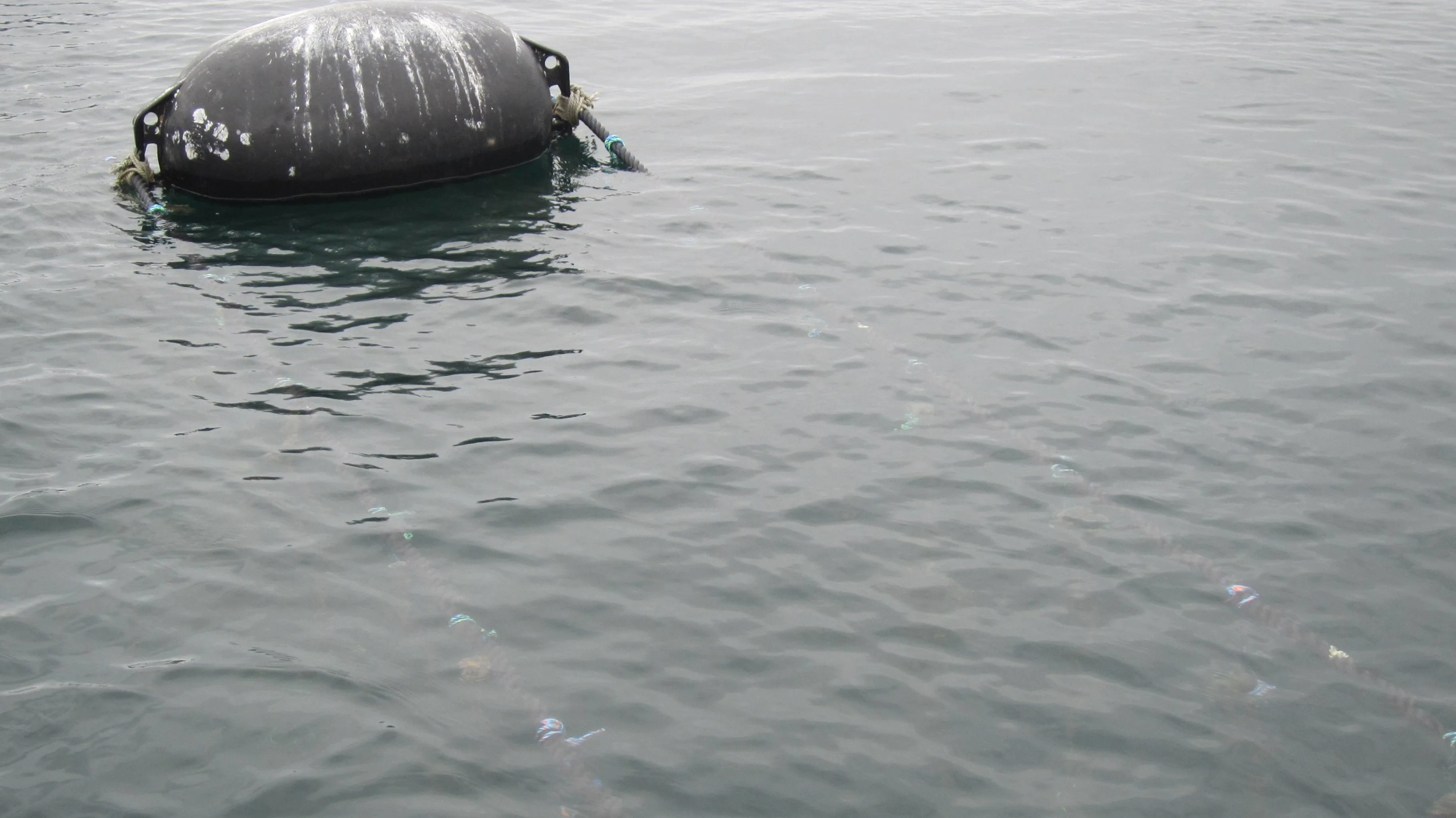 Japan, Ishinomaki, buoy, oysters, Kobuchi-hama, Kobuchihama, water, sea, bay