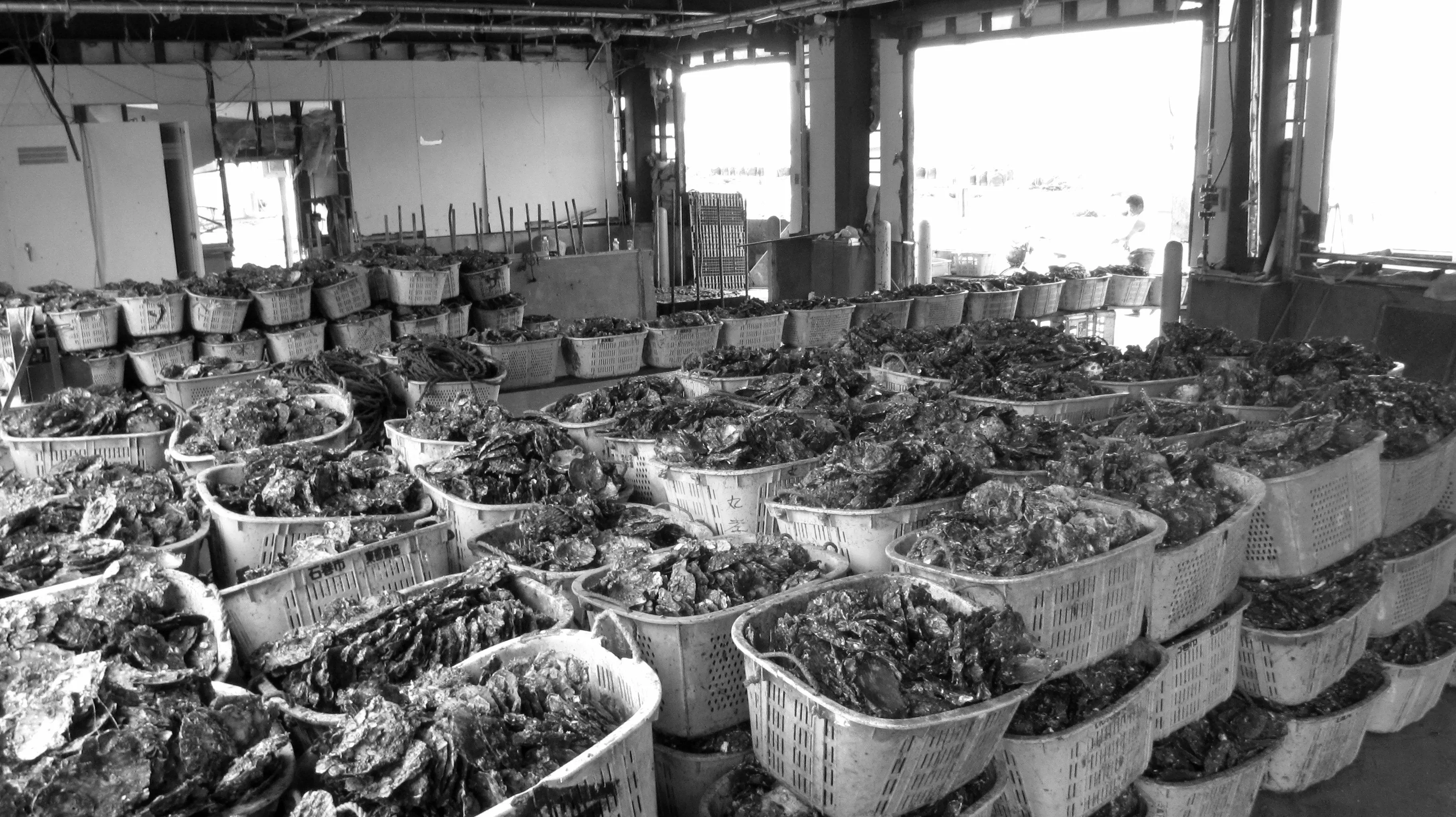 Japan, Ishinomaki, Kobuchi-hama, Kobuchihama, fishing, oysters, 3.11, 2011, March 11, recovery, efforts