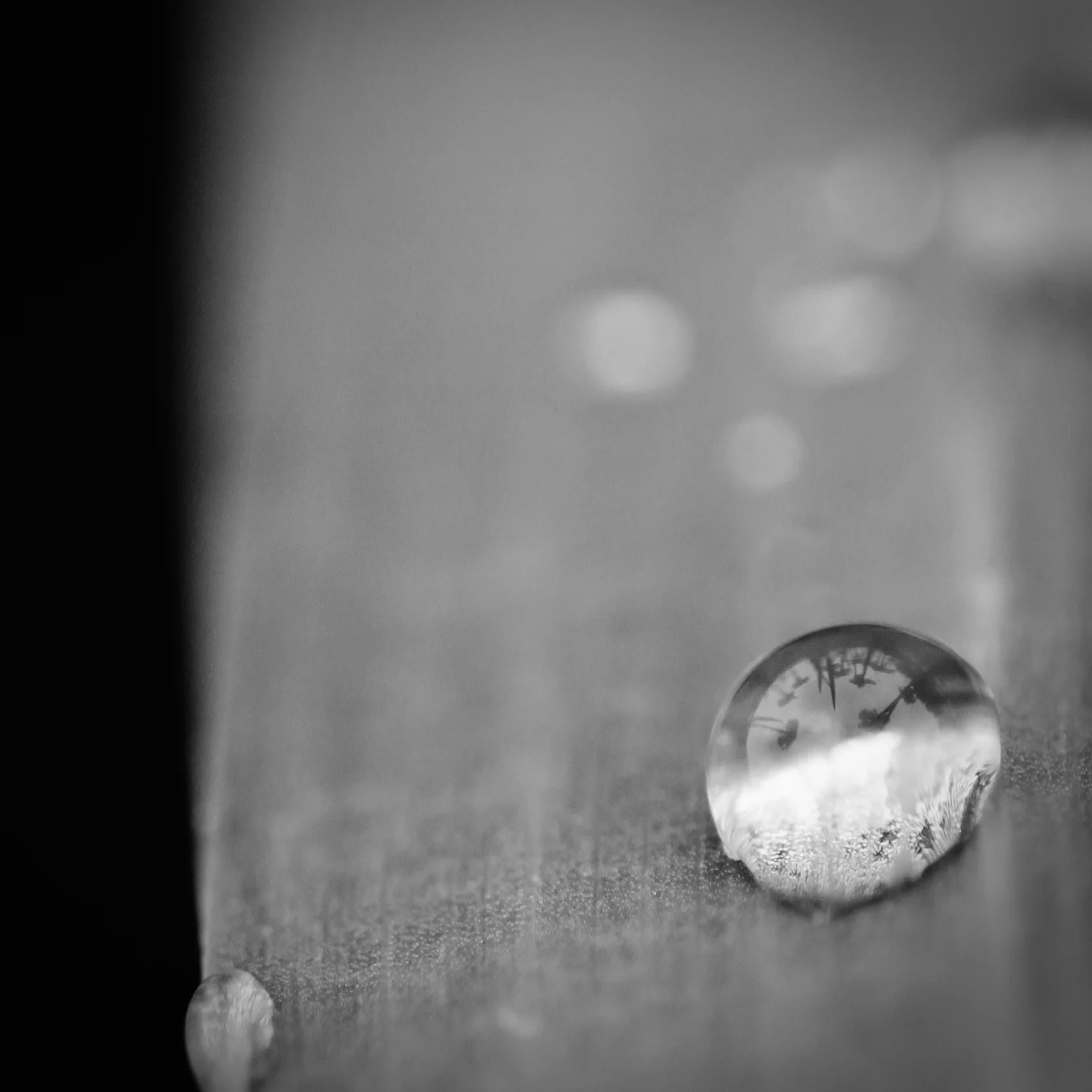 Fish-eye droplet, Higashimurayama Iris Festival, Japan