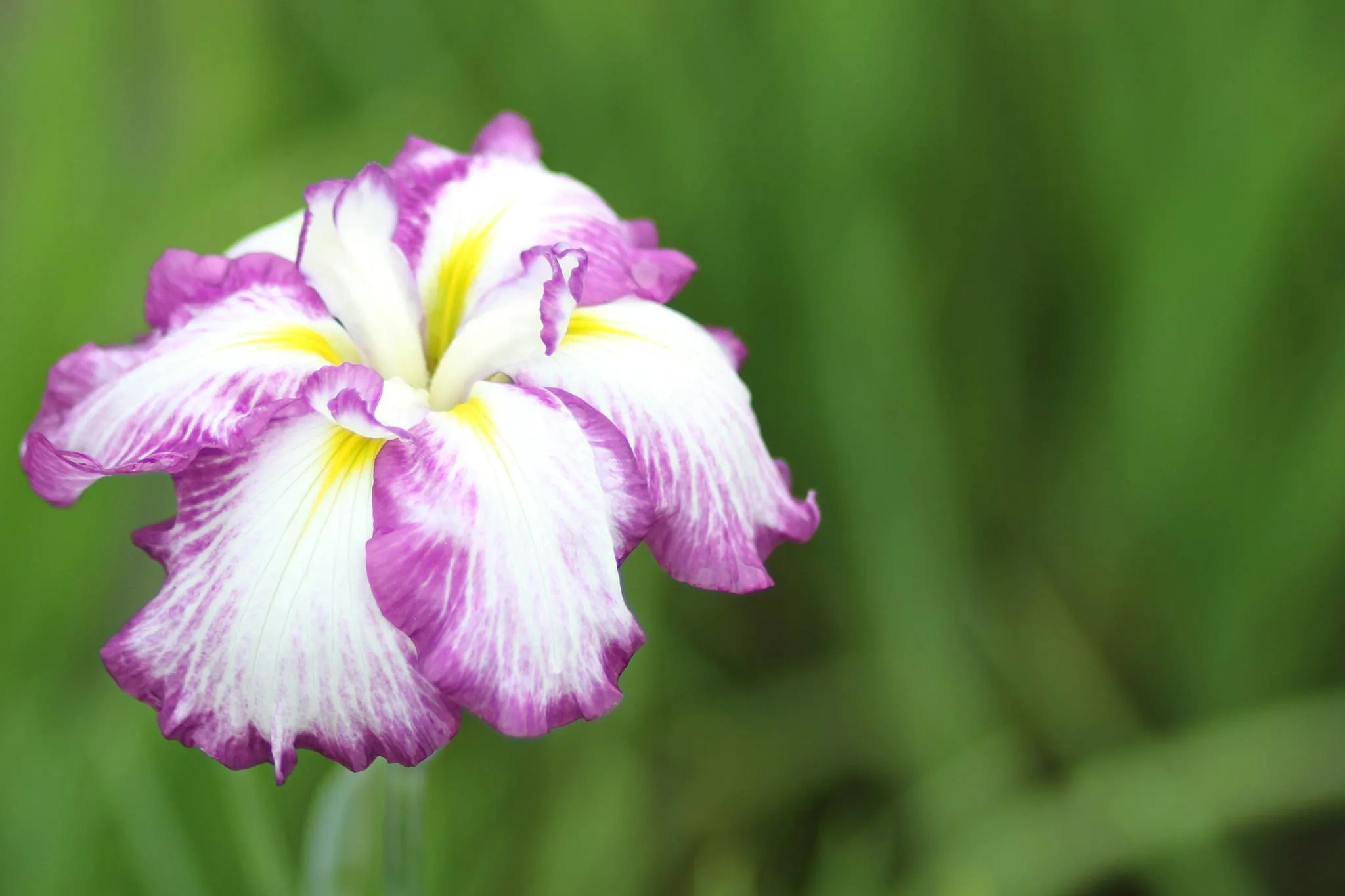 Higashimurayama Iris Festival, Tokyo, Japan