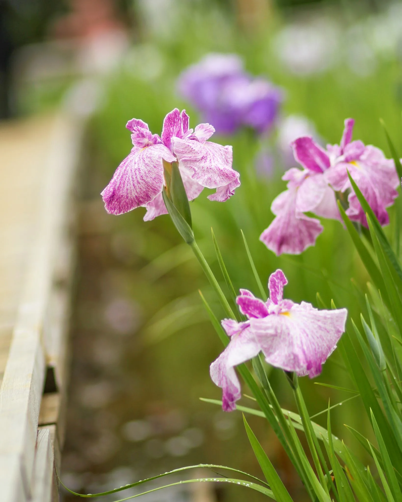 Higashimurayama Iris Festival, Tokyo, Japan