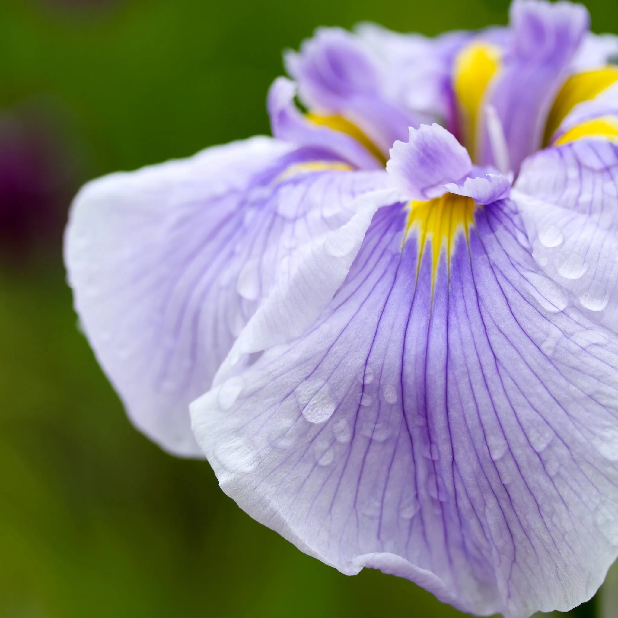 Higashimurayama Iris Festival, Tokyo, Japan