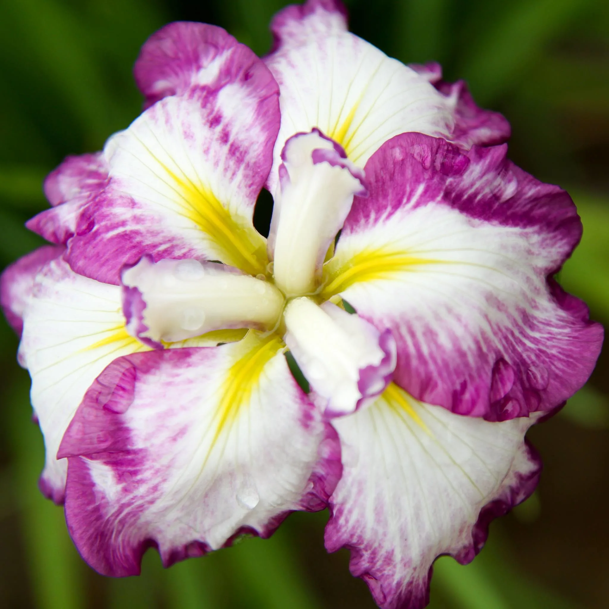 Higashimurayama Iris Festival, Japan