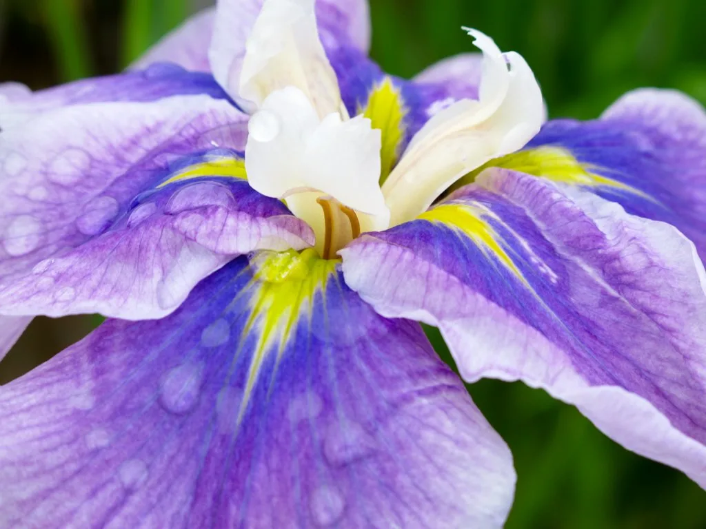 Higashimurayama Iris Festival, Japan