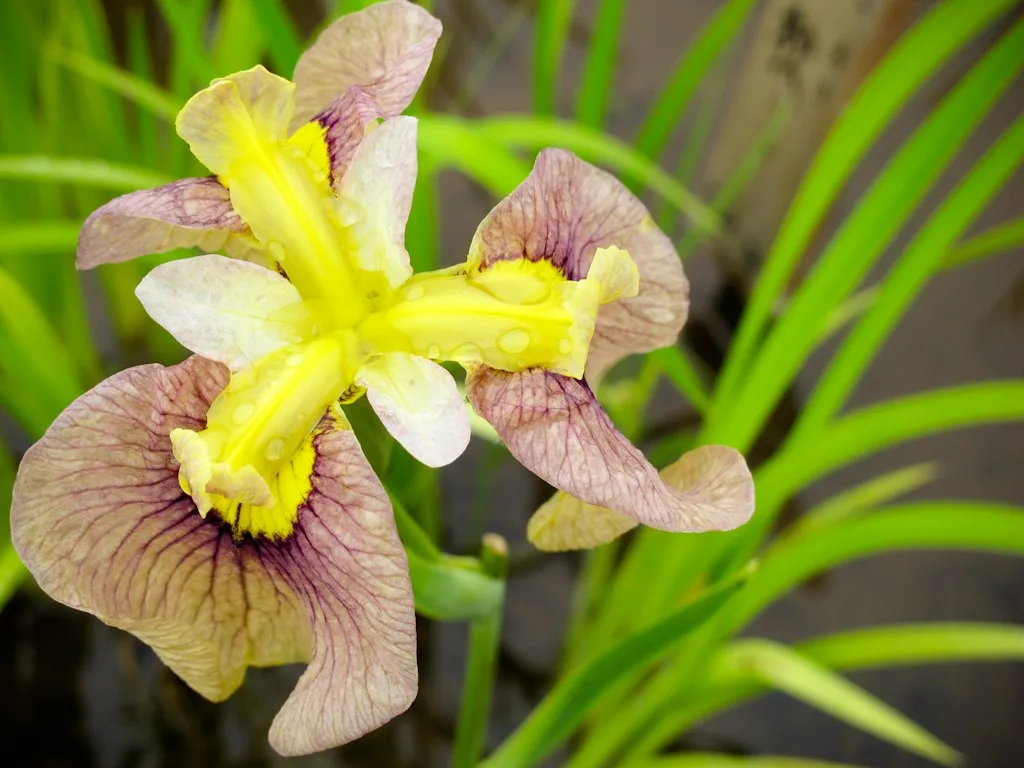 Higashimurayama Iris Festival, Japan