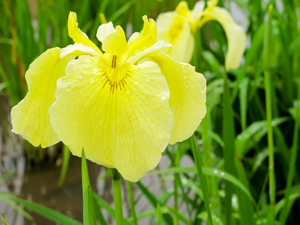 Higashimurayama Iris Festival, Japan