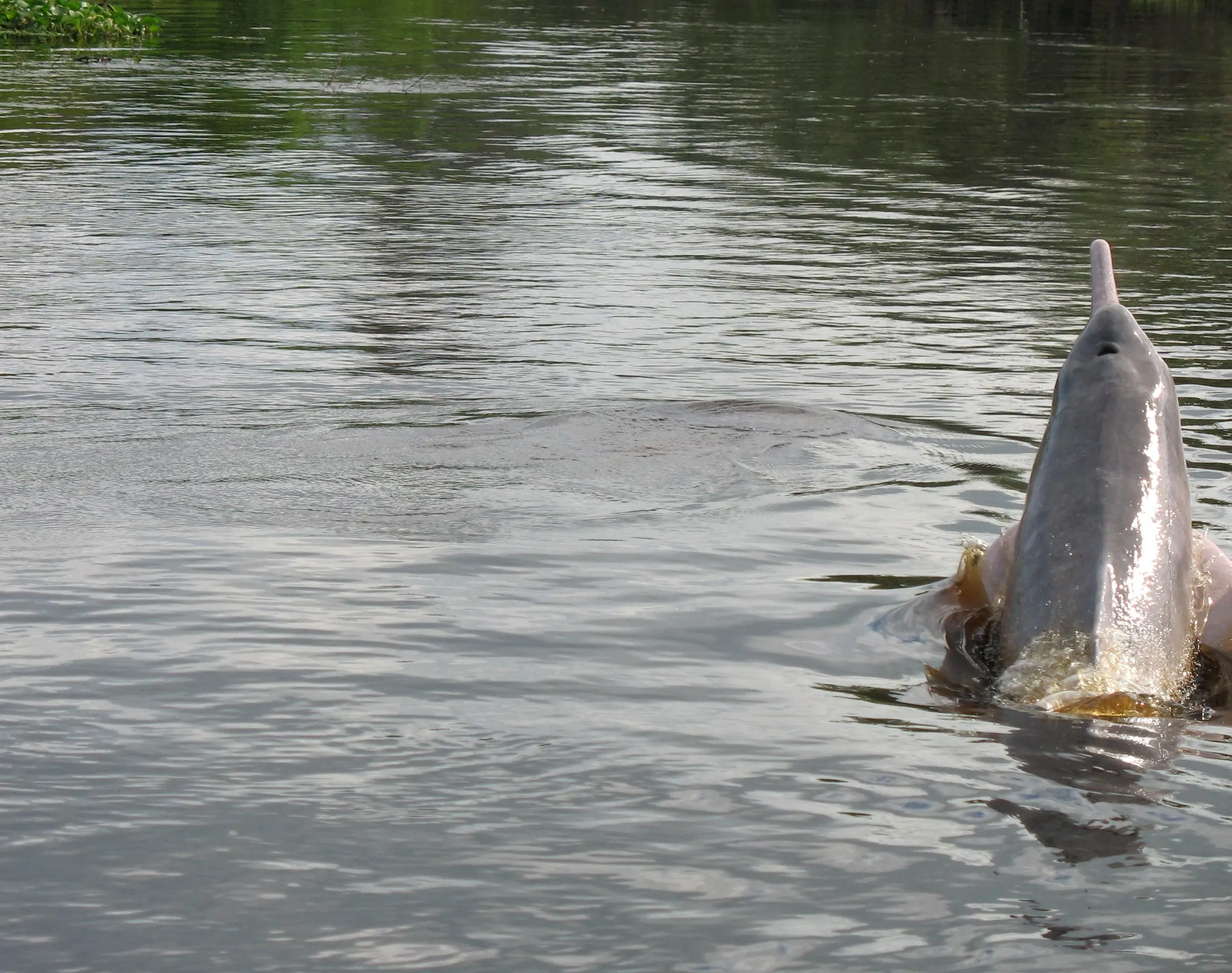 Swimming with pink dolphins in the Amazon, Bolivia