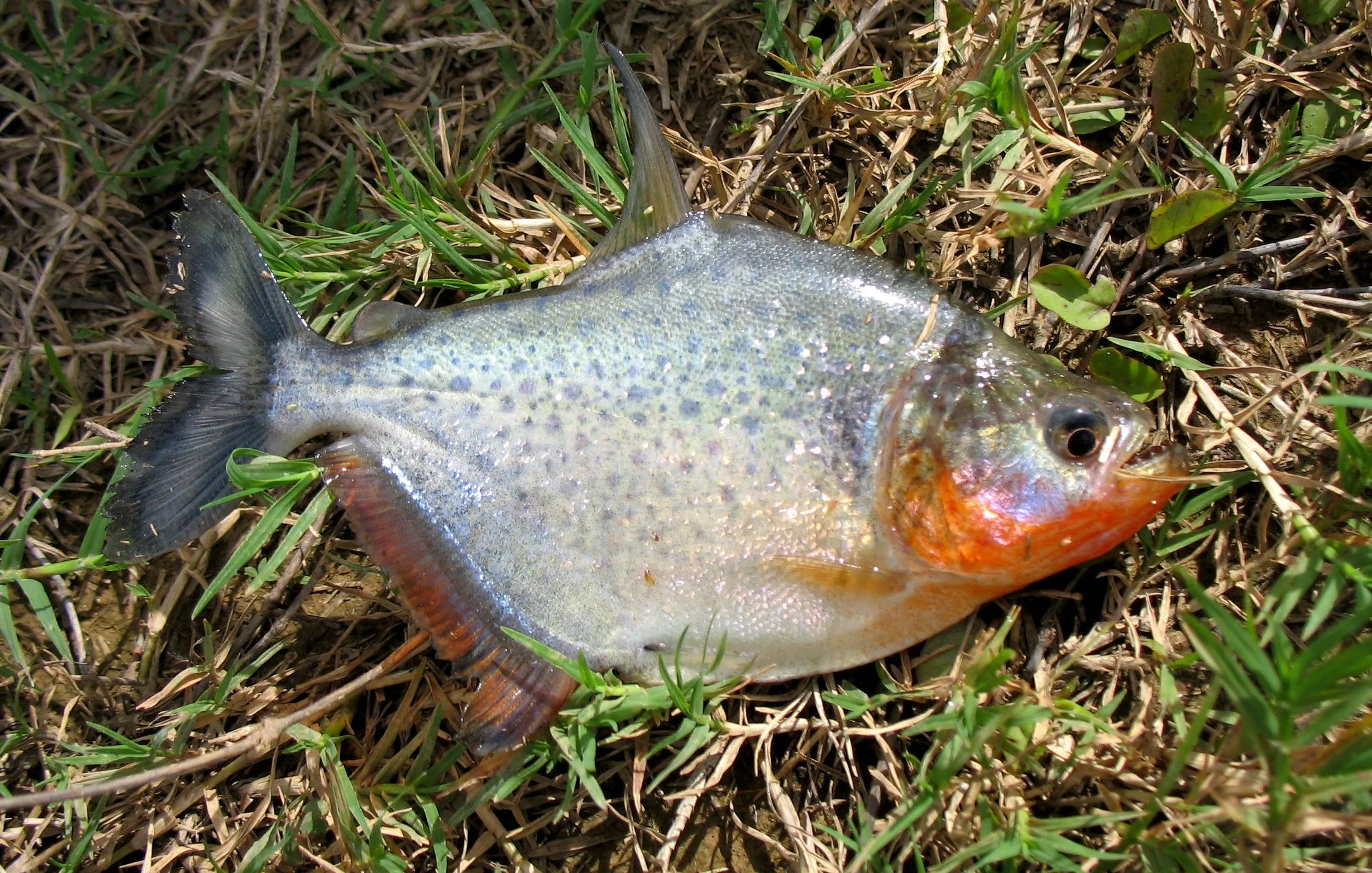 Piranha, Amazon, Bolivia