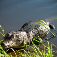 Alligator in the Amazon, Bolivia