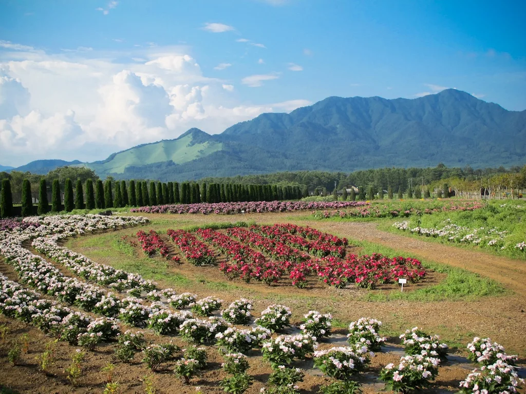 Yamanakako Flower Garden, Mt. Fuji, Japan