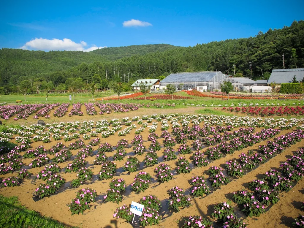 Yamanakako Flower Garden, Mt. Fuji, Japan