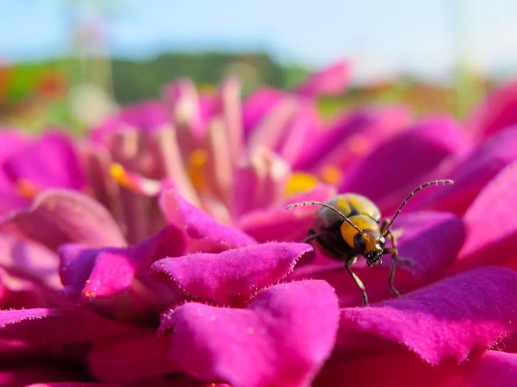 Insect on Flower at Yamanakako Flower Garden, Mt. Fuji, Japan