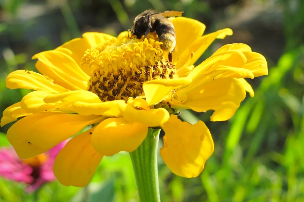 Bee on Flower at Yamanakako Flower Garden, Mt. Fuji, Japan