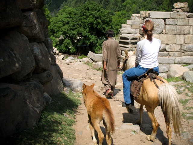 Ponies, Practice Hike, Himalayas, Kashmir, India