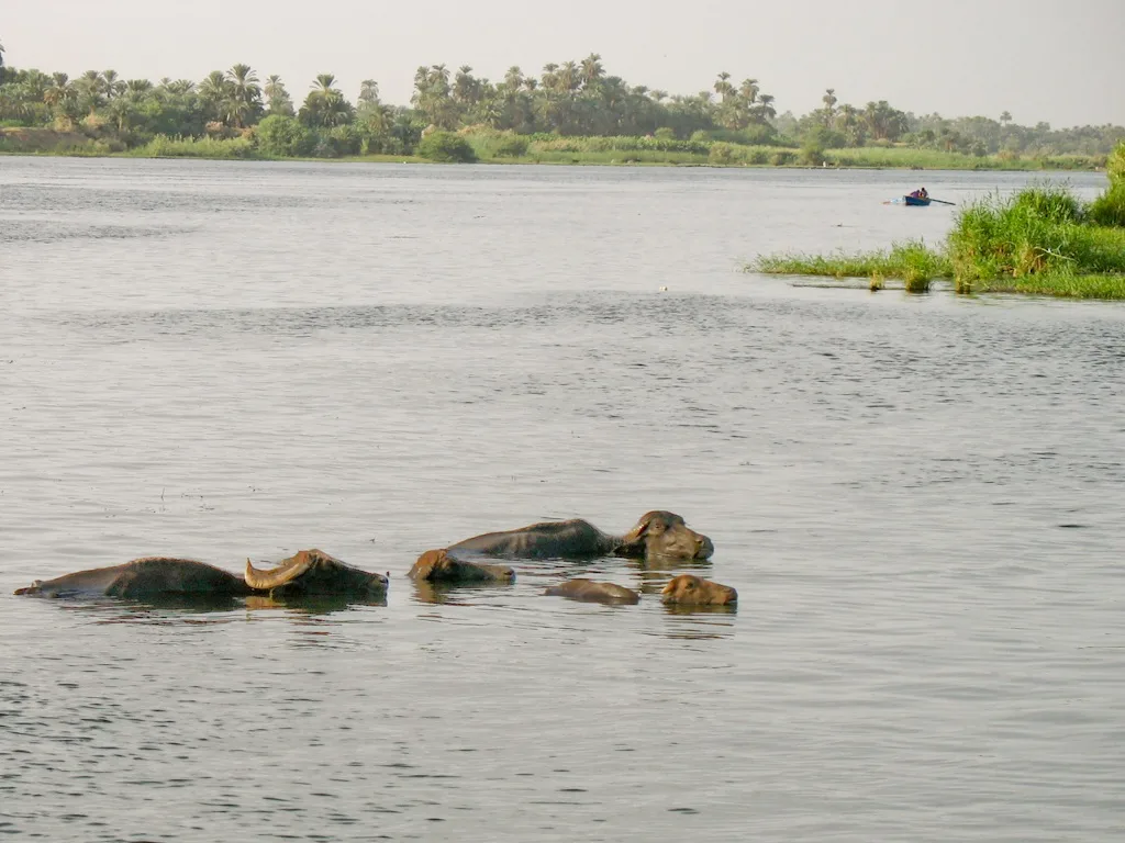 Water buffalo, Felucca Trip, The Nile, Egypt