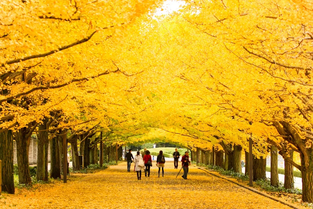 Showa Kinen Park  Attractions in Tachikawa, Tokyo