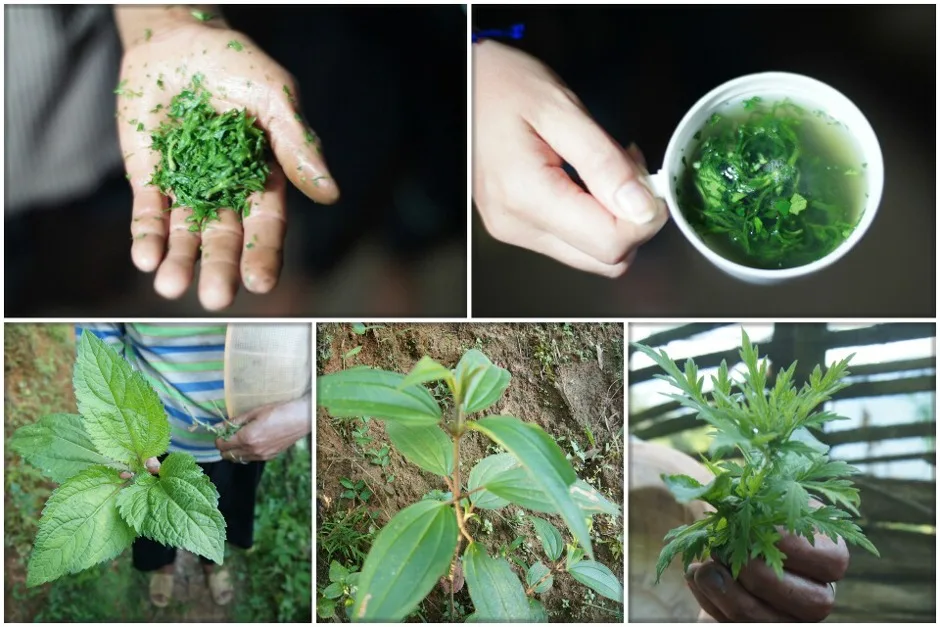 Traditional medicines, Sapa, Vietnam