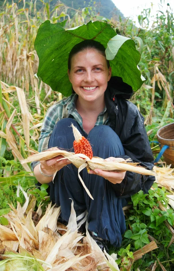 Harvesting corn, Sapa, Vietnam