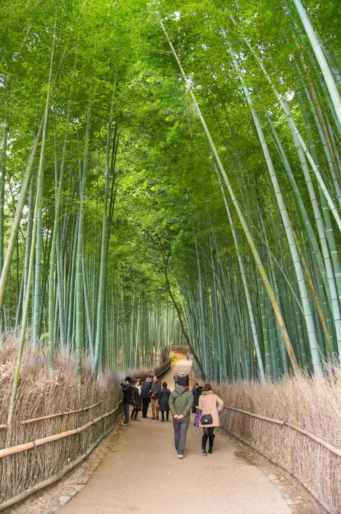 Sagano Bamboo Forest, Arashiyama, Kyoto, Japan