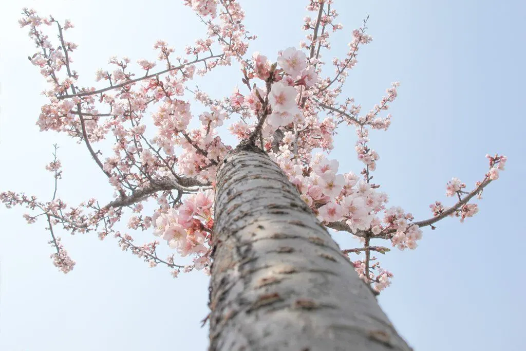 Cherry Blossoms Tokyo