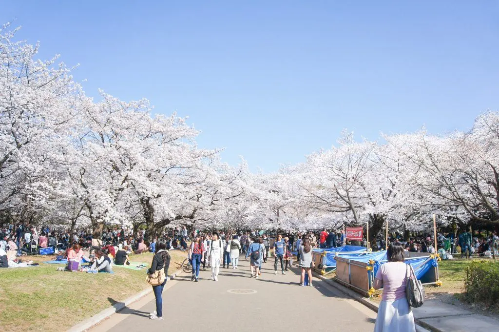 Cherry Blossoms Tokyo