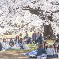 Cherry Blossoms Tokyo