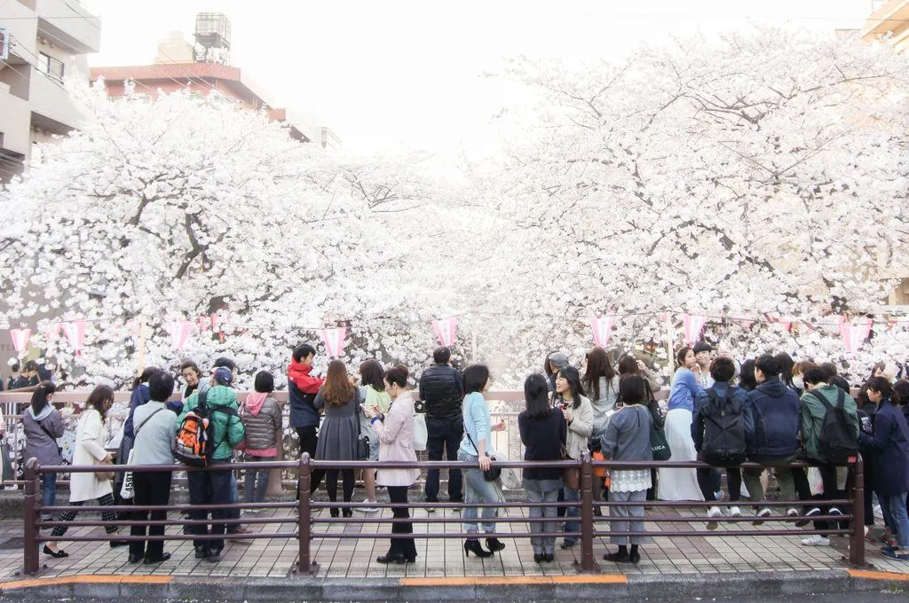 Cherry Blossoms Tokyo