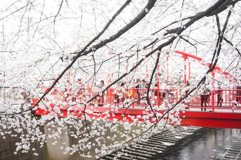 Cherry Blossoms Tokyo