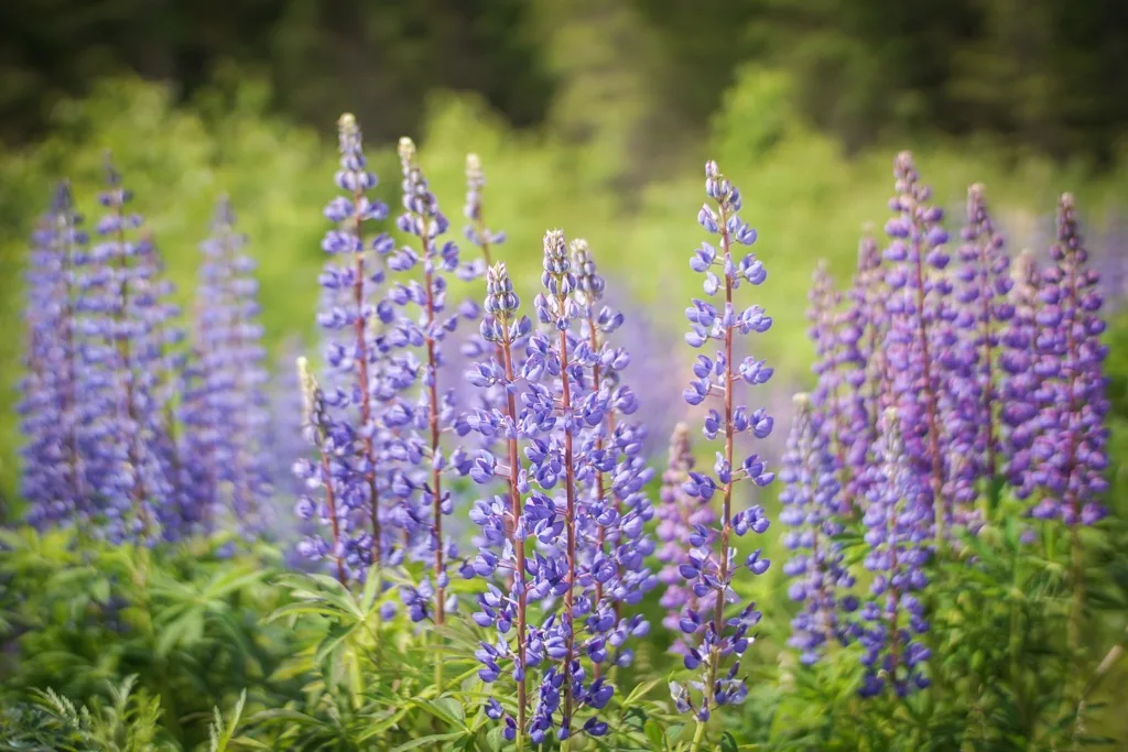 Wildflowers in summer, Finland