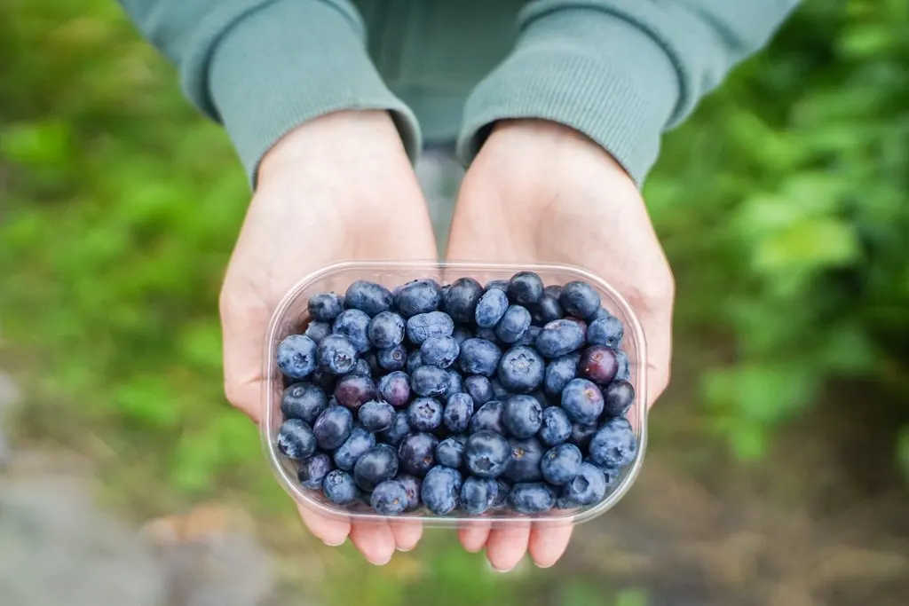 Blueberry picking, Finland