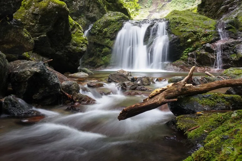 shinrin-yoku, forest bathing, japan