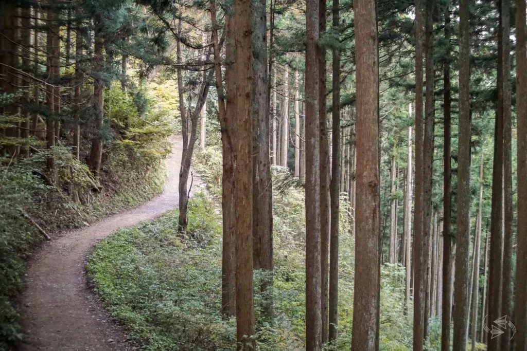 shinrin-yoku, forest bathing, japan