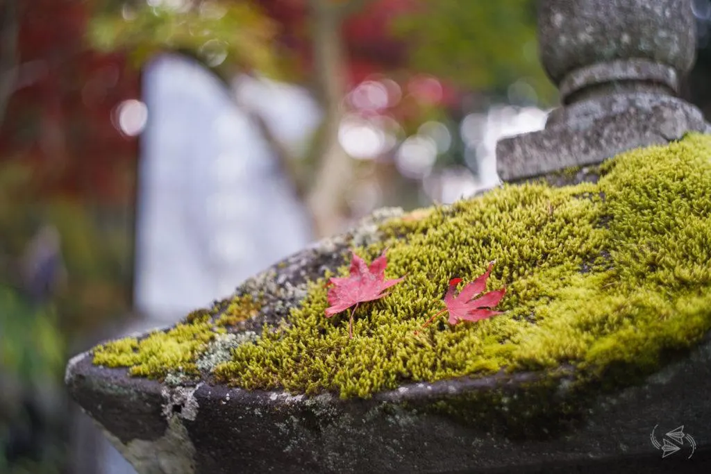 shinrin-yoku, forest bathing, japan