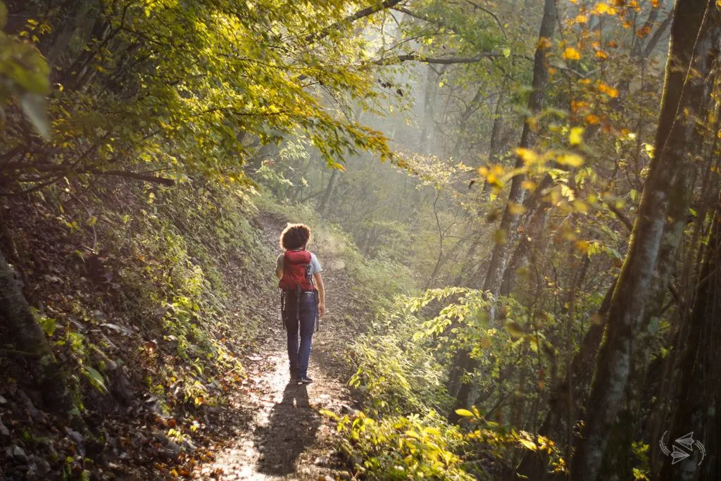 shinrin-yoku, forest bathing, japan