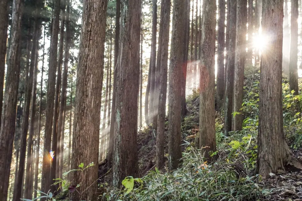 shinrin-yoku, forest bathing, japan