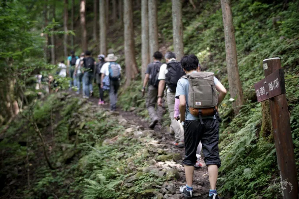 shinrin-yoku, forest bathing, japan