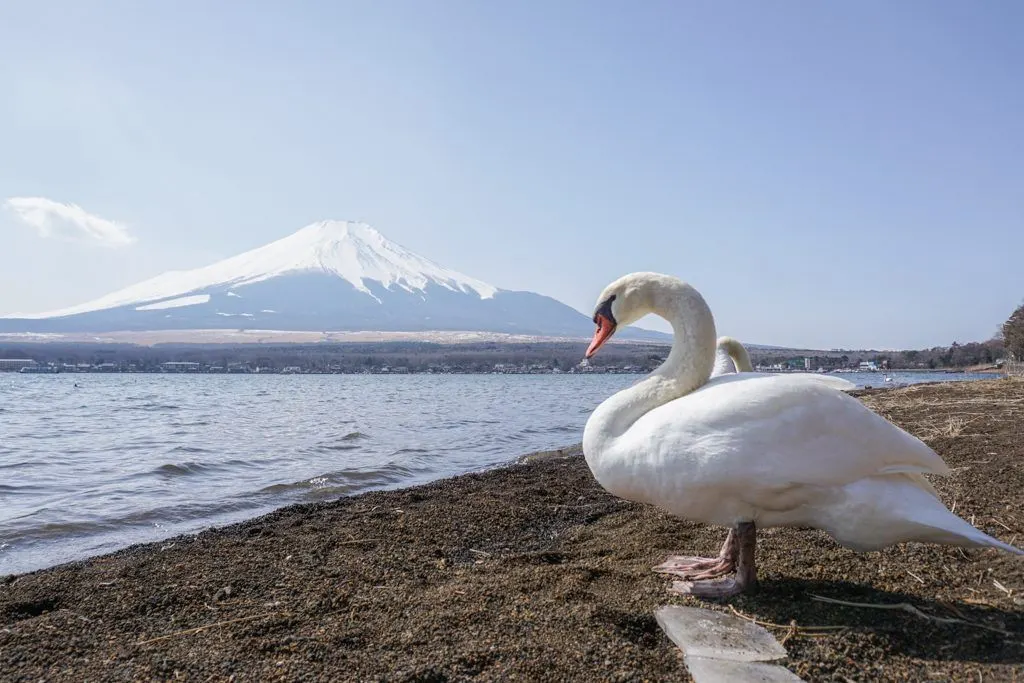 Mt. Fuji Yamanakako Swan