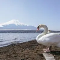 Mt. Fuji Yamanakako Swan