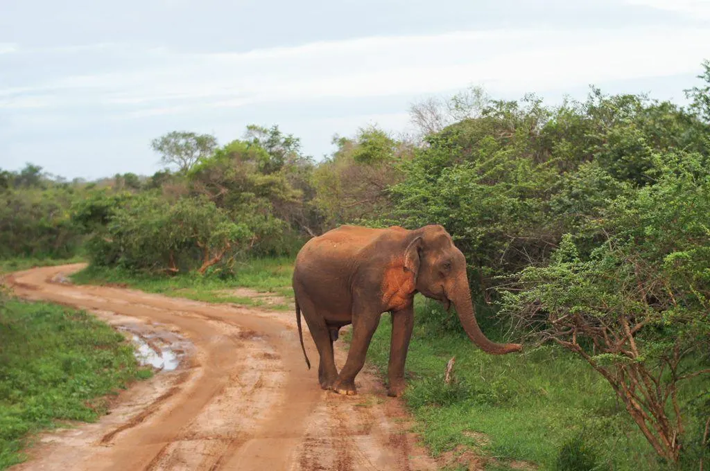 Glamping Sri Lanka