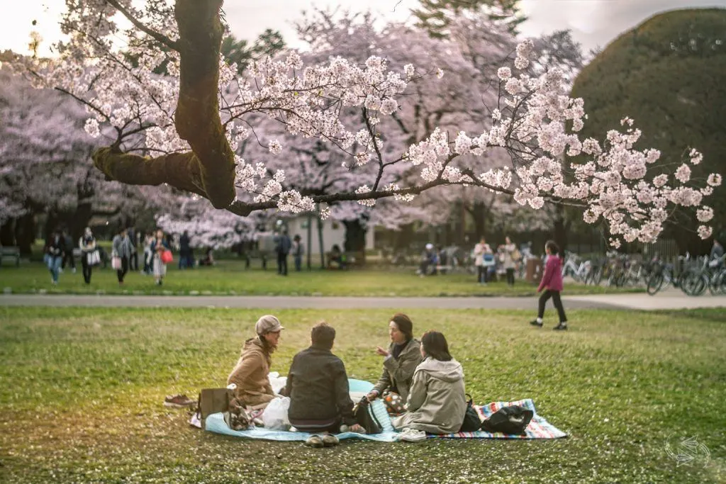 cherry blossoms koganei park tokyo