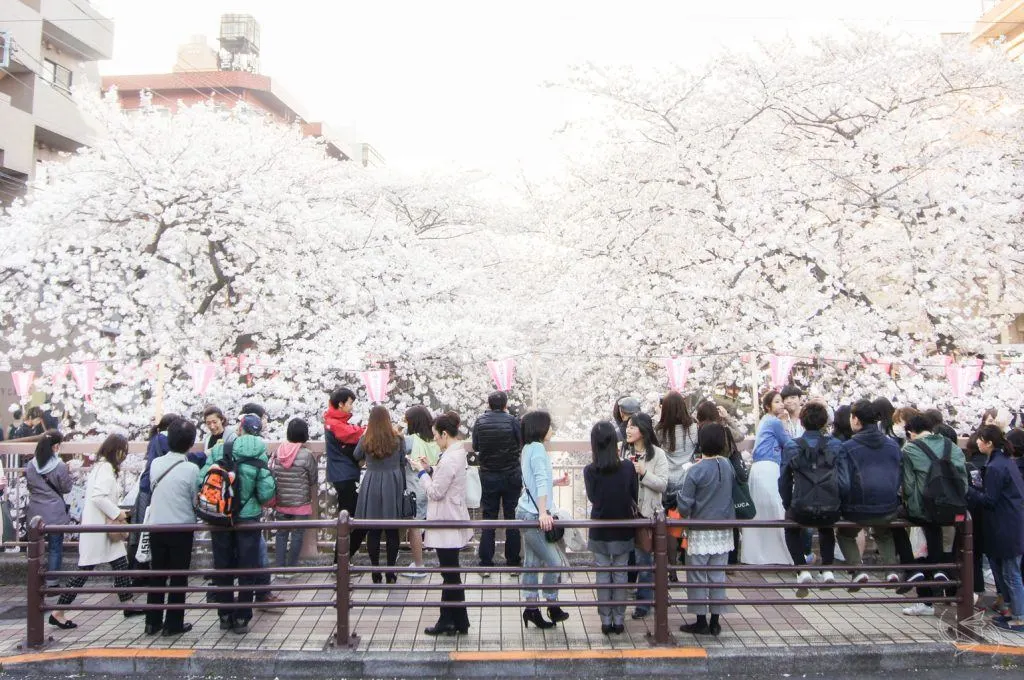 cherry blossoms meguro river nakameguro tokyo