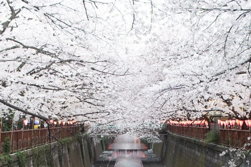 cherry blossoms meguro river nakameguro tokyo