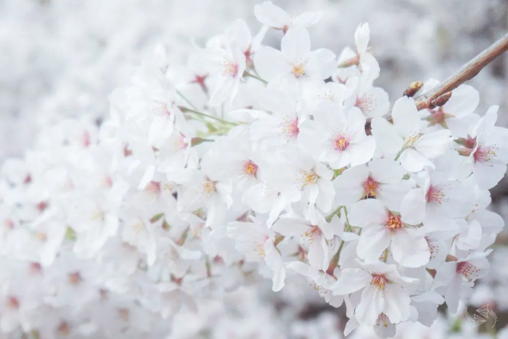 cherry blossoms tokyo