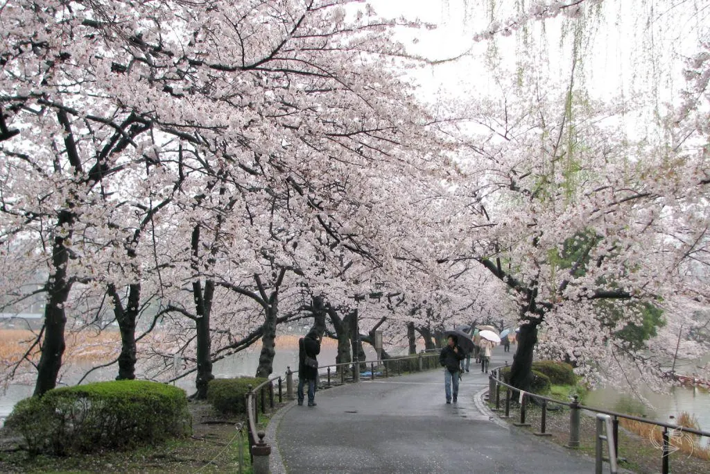 cherry blossoms ueno park tokyo