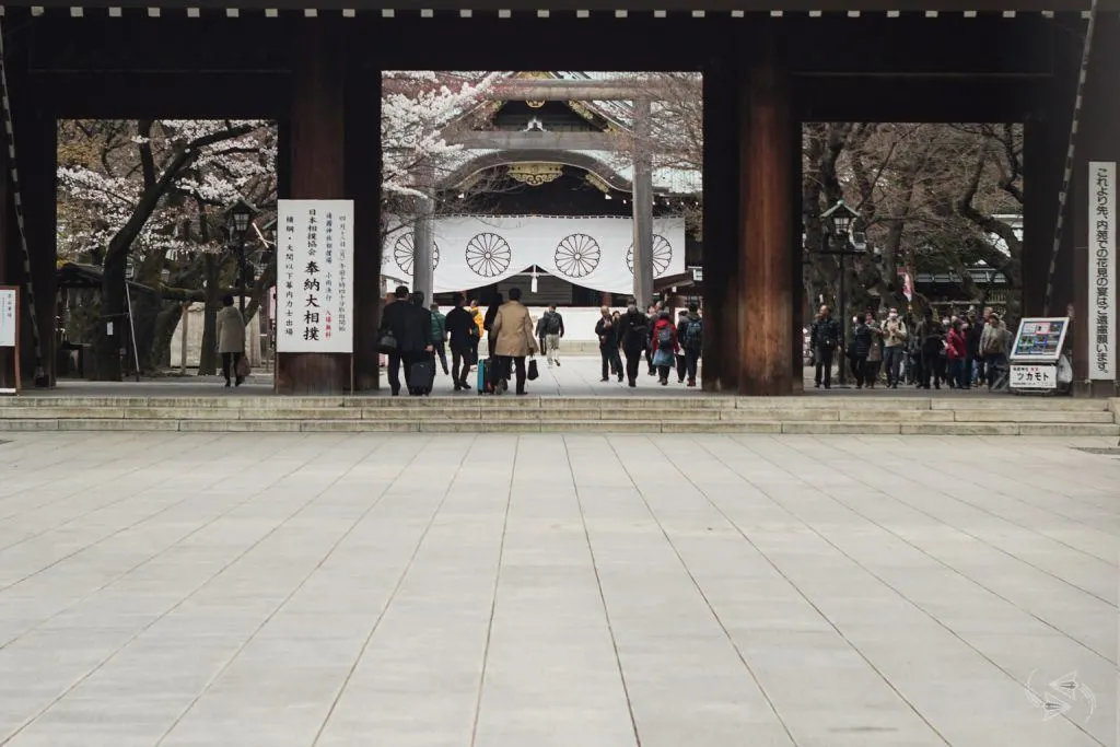 cherry blossoms yasukuni shrine tokyo