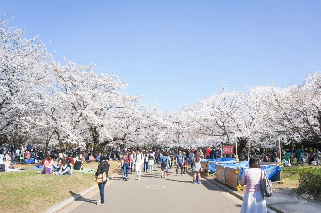 cherry blossoms yoyogi park tokyo