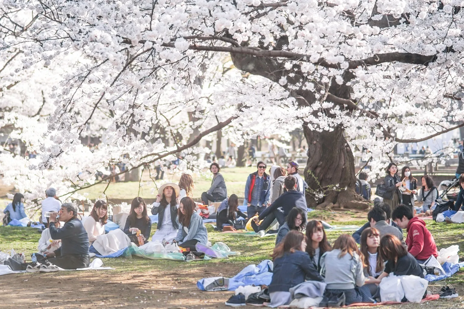 cherry blossoms yoyogi park tokyo