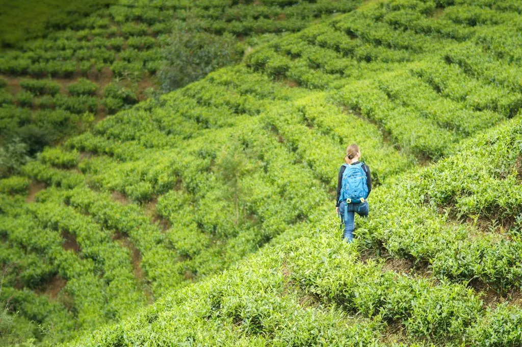 My Sri Lanka - Tea plantation